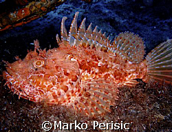 Red Scorpion fish(Scorpaena scrofa).Calvi Corsica  by Marko Perisic 